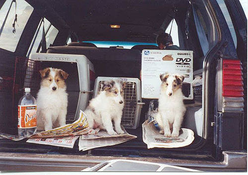 3 hunde im auto