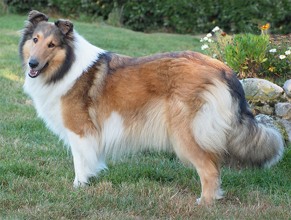 Jazlyn Standli 1 600