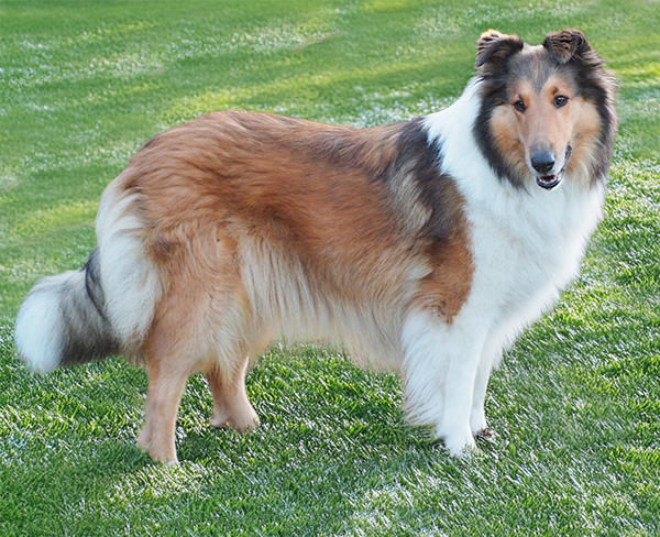 Jazlyn Kopfportrait6 600