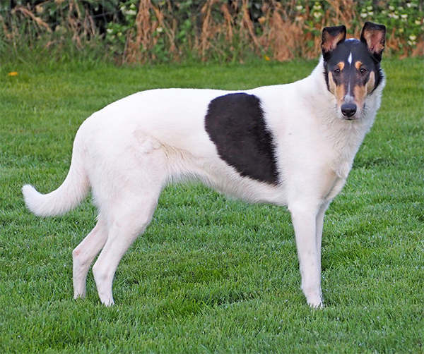 ZouZouSitzportrait2 600