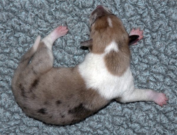 Calypso6w 3