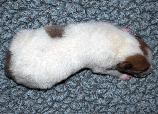 Calypso6w 3